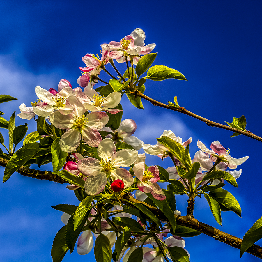 Golden Apple Flower. LLeida, Spain.