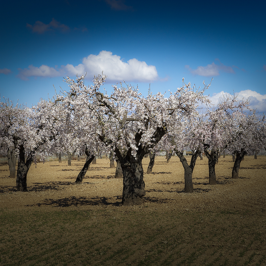 Almond Trees. LLeida, Spain.