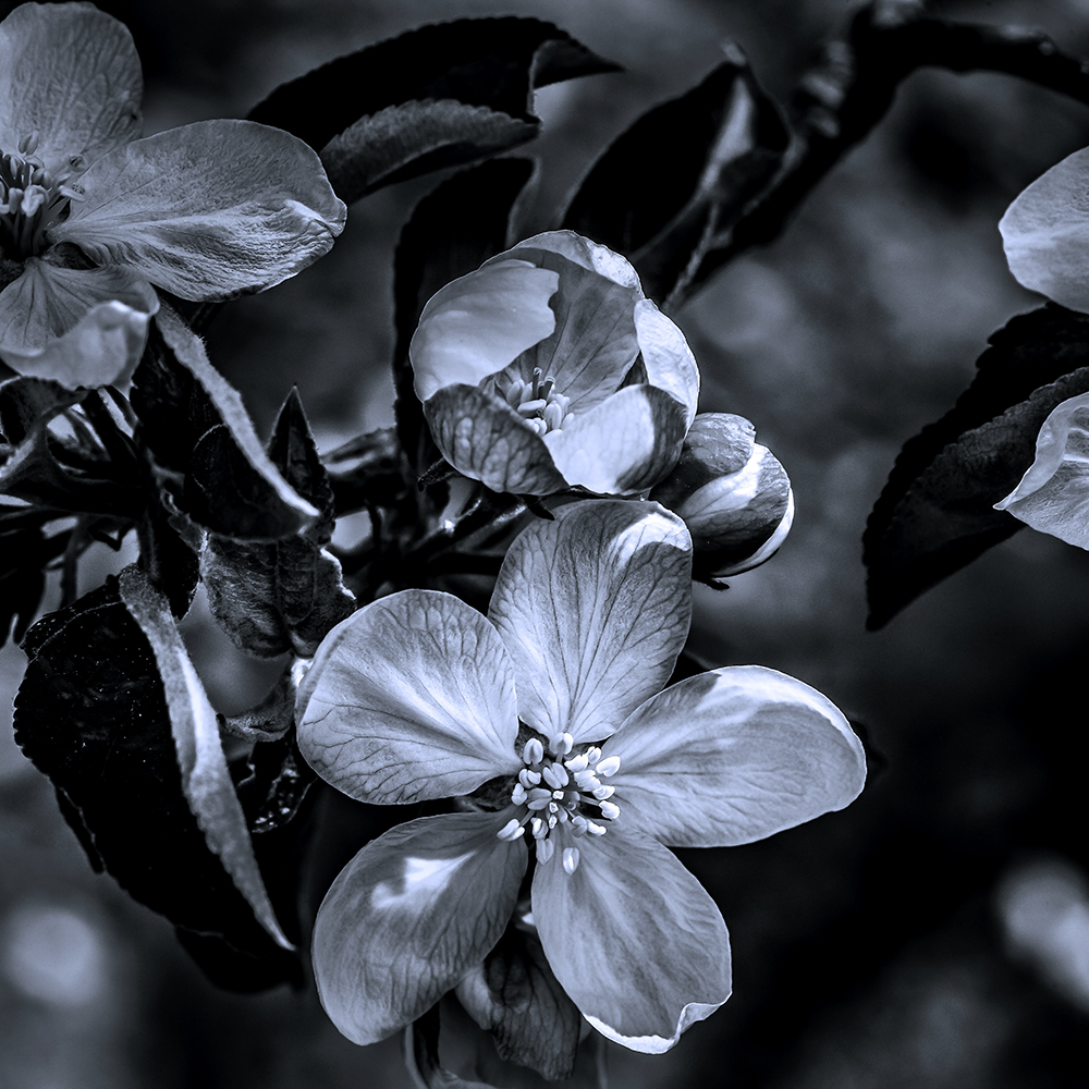 Golden Apple Flower. LLeida, Spain.