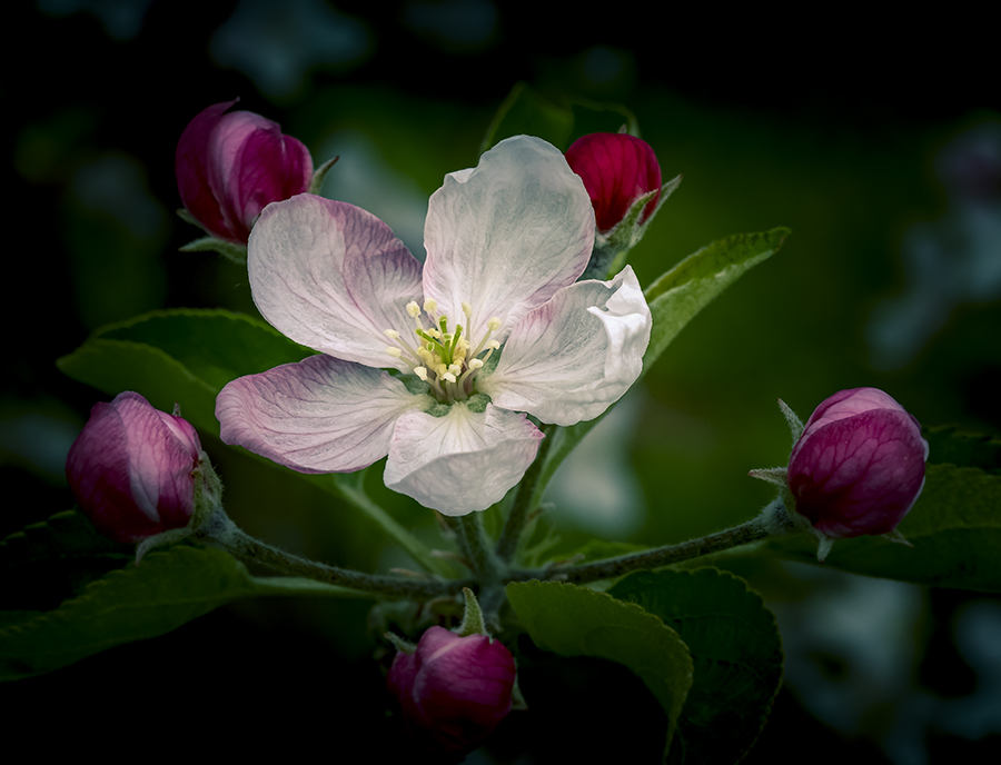 Golden Apple Flower. LLeida, Spain.